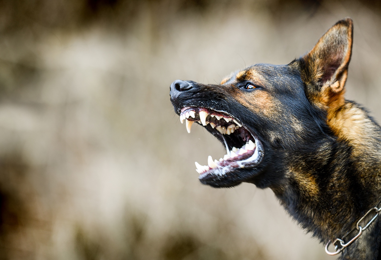 Dog Bite Laws in Georgia: What You Need to Know About Liability